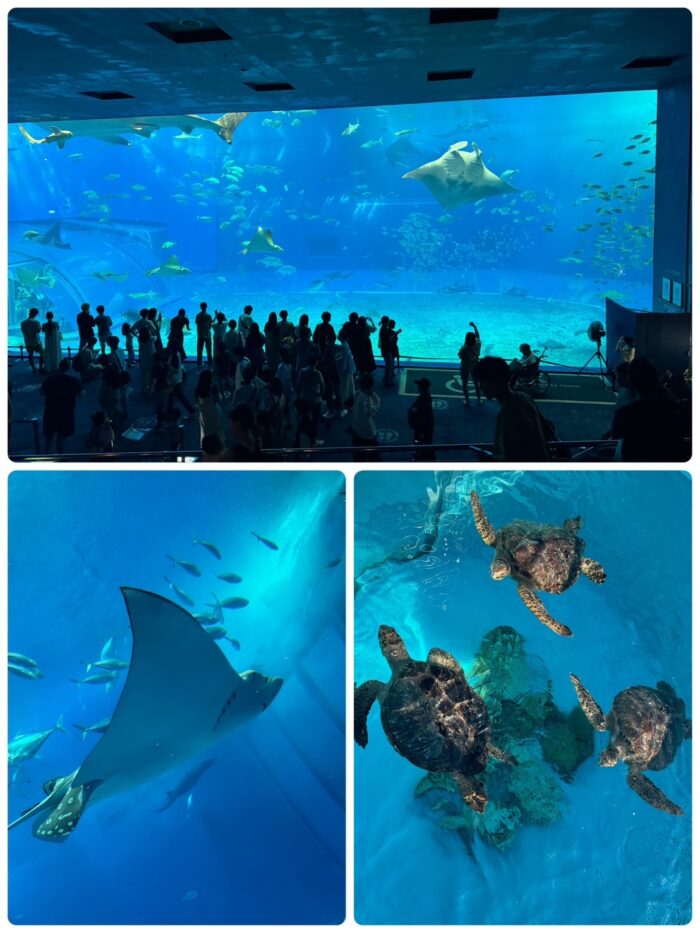 沖縄2日目_美ら海水族館_20240403-1