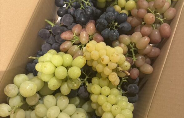 ぶどう祭り_20251101