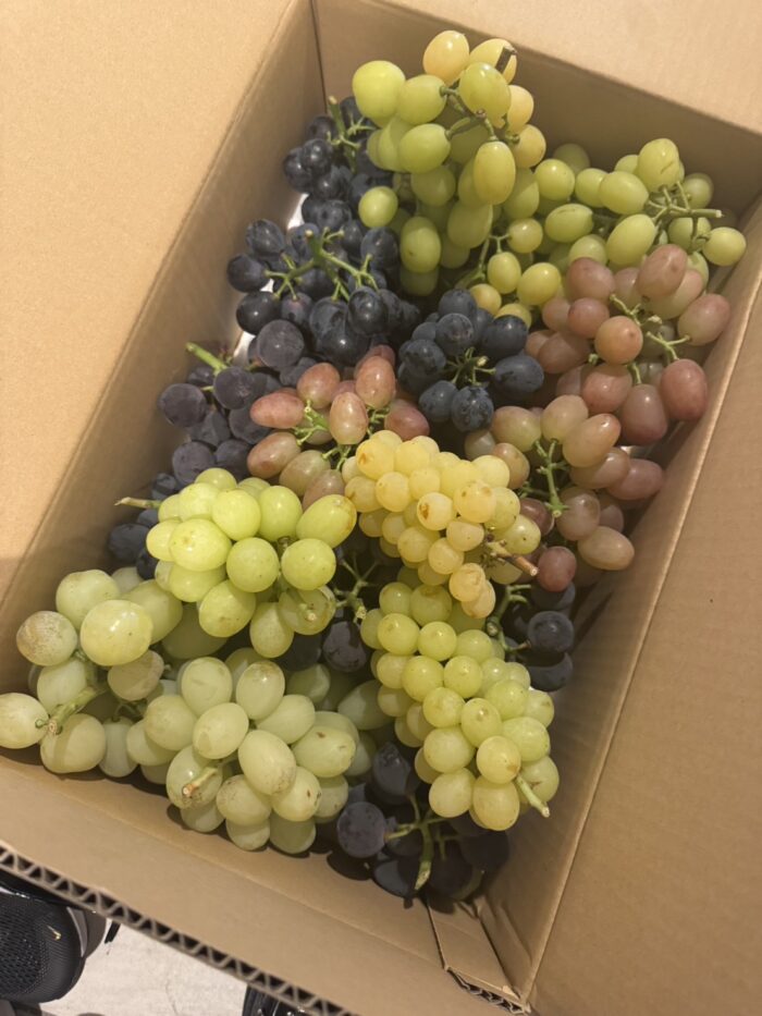 ぶどう祭り_20251101