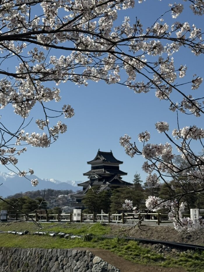 松本城_20260419-3